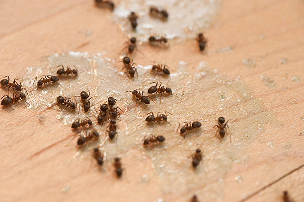 Best Commercial Pest Control Services  in Rome, NY